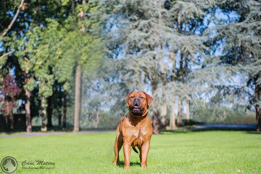 Naïka De L'Elite Royal Dog